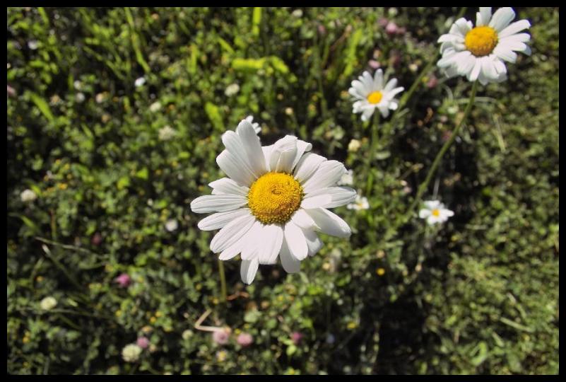 Marguerite